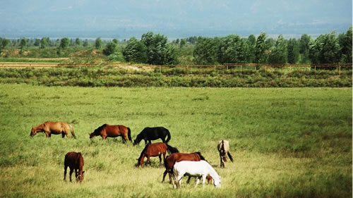 Private Kangxi Grassland Horse-riding Day Trip from Beijing